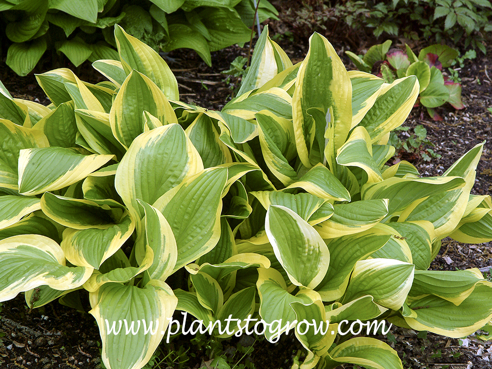 Bill Brincka Hosta